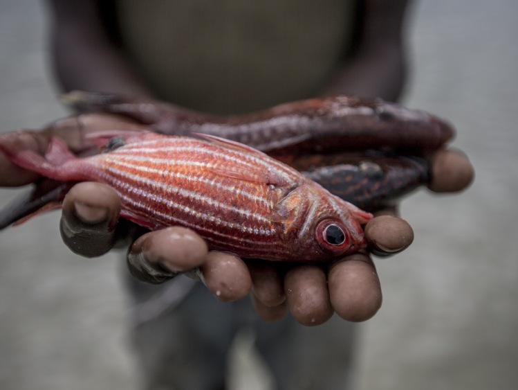 Czy Europa wyczerpała właśnie swoje zasoby ryb?