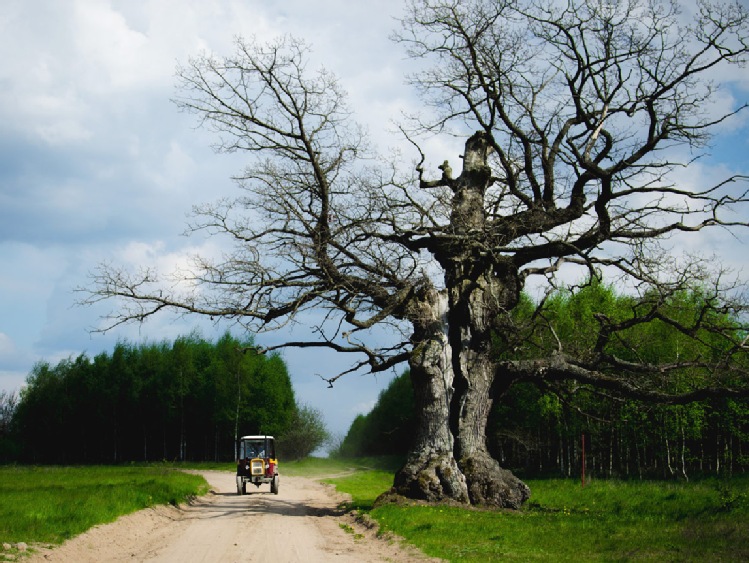 Dąb Dunin zdobył tytuł Drzewa Roku 2021
