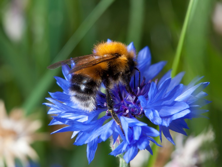 10 lat działań na rzecz pszczół i miliony zaangażowanych Polaków – raport „Z Kujawskim pomagamy pszczołom