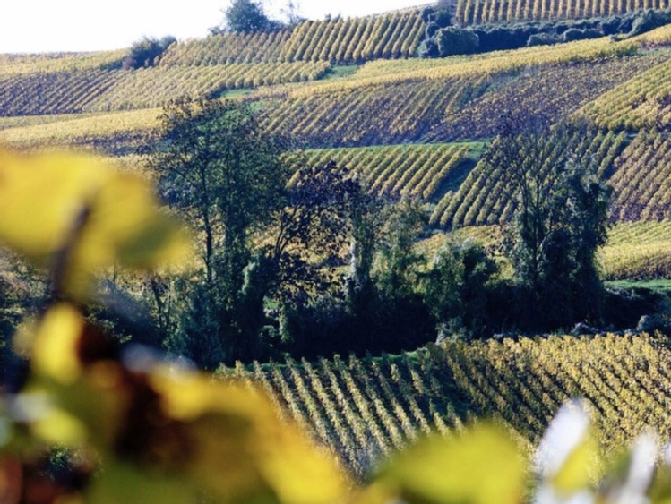 Święto wina czas zacząć! Beaujolais Nouveau i najbardziej szalone tradycje winiarskie na świecie
