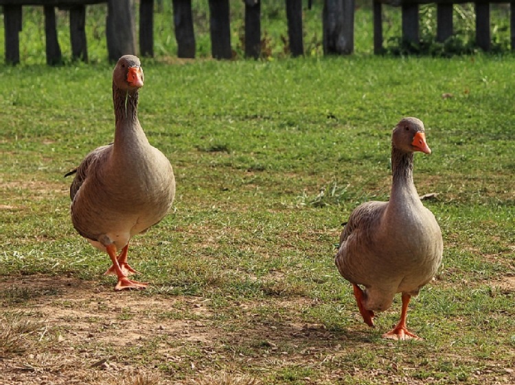 54 ogniska grypy ptaków