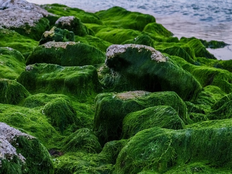 PKN Orlen kontynuuje badania nad produkcją biopaliw z glonów