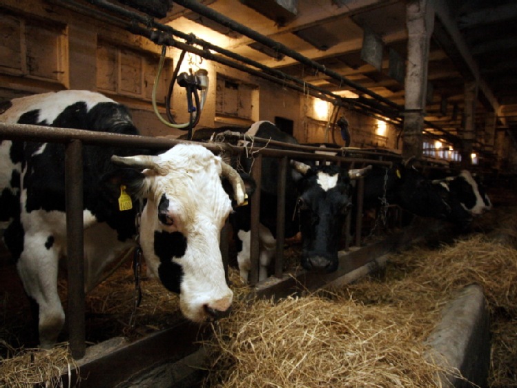 Zwiększa się skup mleka, a dzięki temu i produkcja przetworów mlecznych
