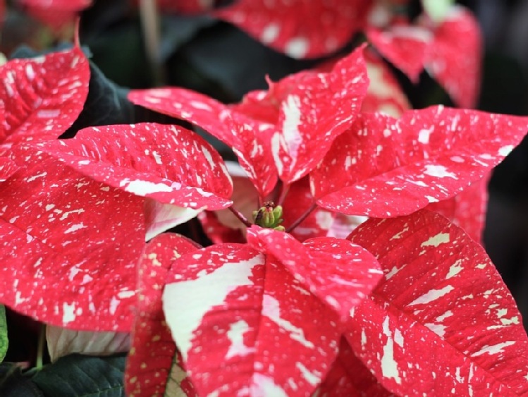 Gwiazda betlejemska - roślina, która zakwita w okresie Bożego Narodzenia