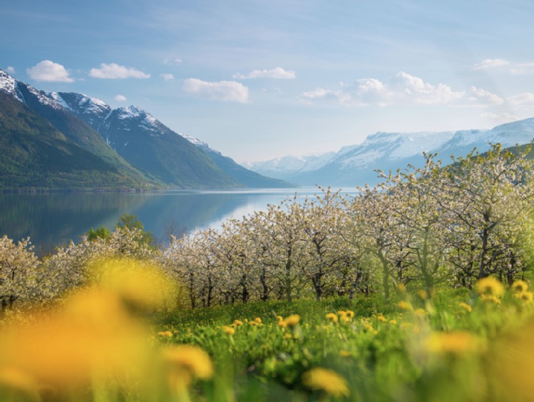 Turystyka lodowcowa w Norwegii. Lodowiec Folgefonna