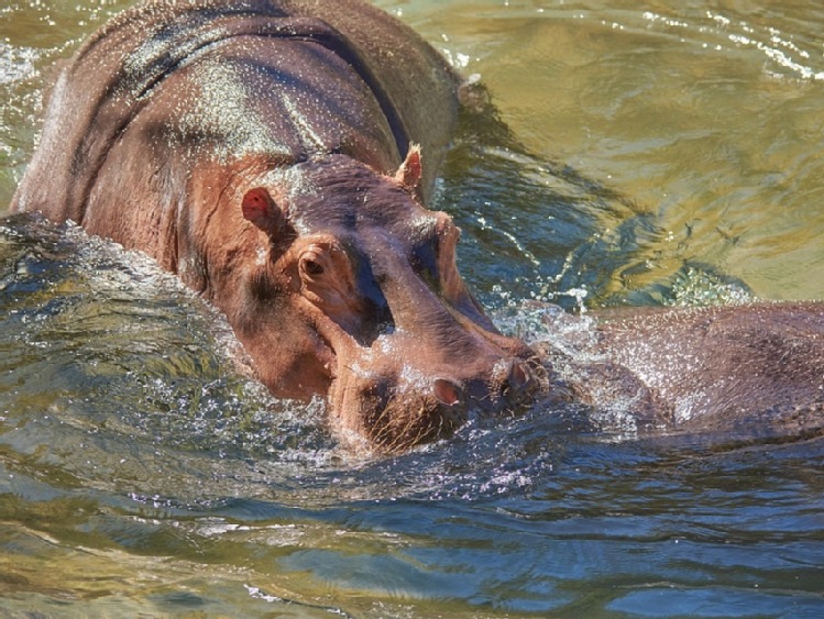 Podsłuchiwanie hipopotamów w warszawskim zoo