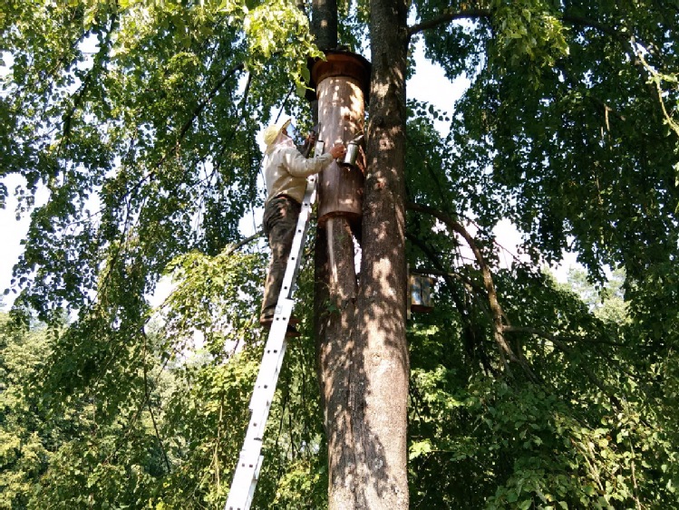 Pszczoły wracają do lasów