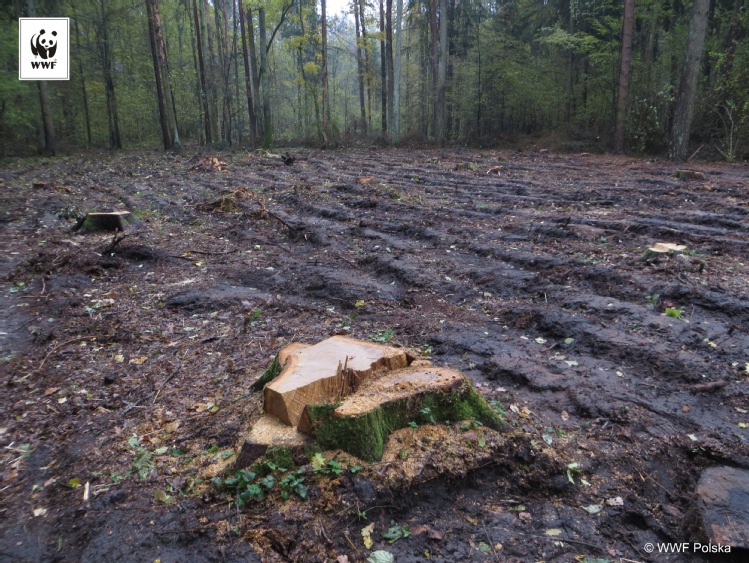 Puszcza Białowieska – Rospuda 2.0?