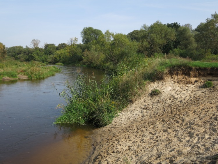 Stanowisko Koalicji Ratujmy Rzeki odnośnie planu przeciwdziałania skutkom suszy opracowanemu przez przedsiębiorstwo Wody Polskie