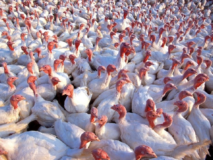 Unia Europejska wprowadza zasady regionalizacji w handlu drobiem z USA w związku z grypą ptaków