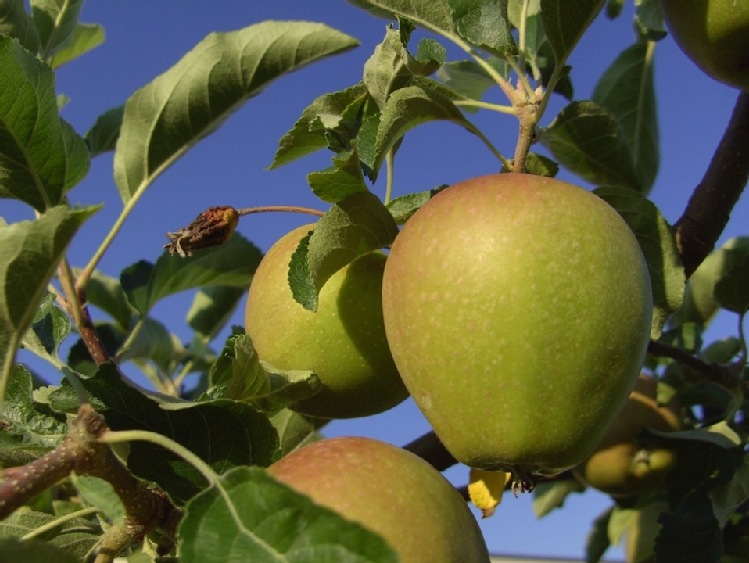 Wsparcie dla polskich producentów owoców i warzyw