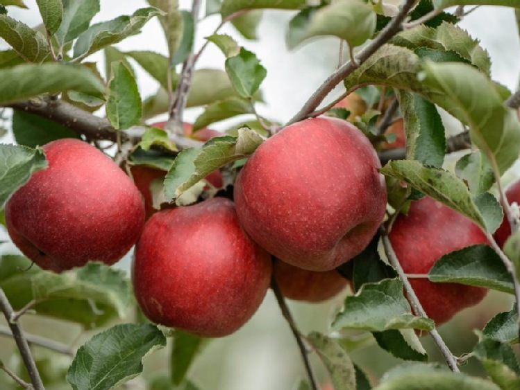 Do 30 czerwca można składać wnioski na nadzwyczajna pomoc dla producentów jabłek