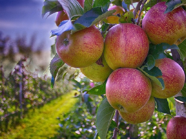 Webinarium: Tajwański rynek jabłek i możliwości dla polskich eksporterów
