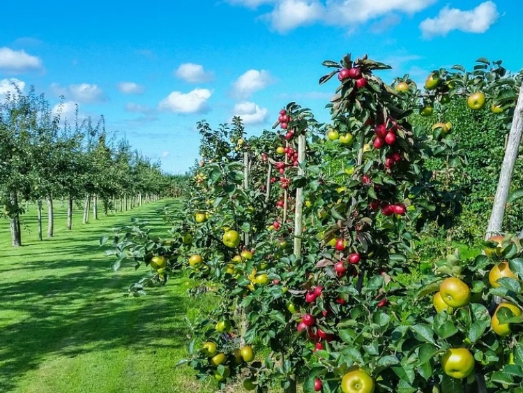 Nadzwyczajna pomoc dostosowawcza dla producentów jabłek - sprawdź warunki uczestnictwa w mechanizmie