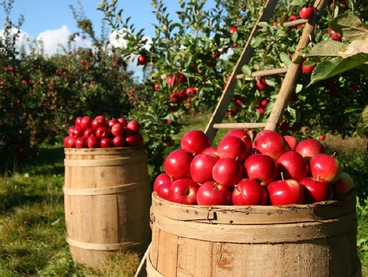 Nadzwyczajna pomoc dla producentów jabłek – 74,47 proc. limitu wykorzystane