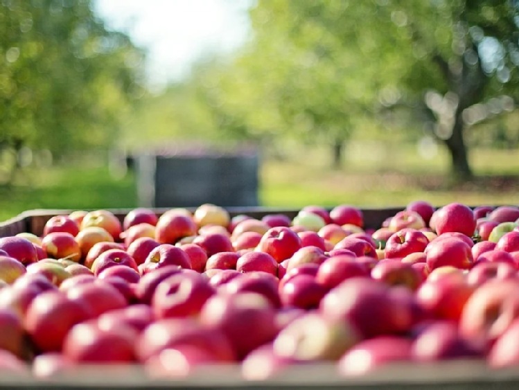 „Światowe trendy w marketingu jabłek”