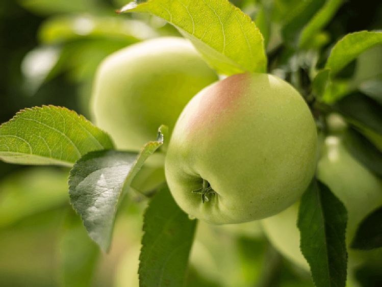 Światowy Dzień Jabłka