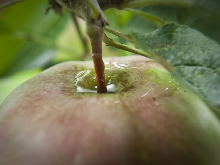 Ekspert: w tym roku mniejsze zbiory jabłek i gruszek