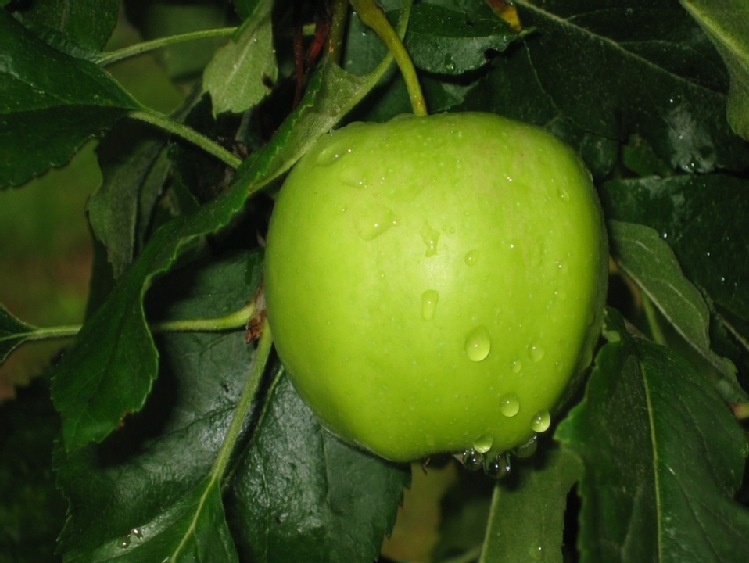Nadzwyczajna pomoc dla producentów jabłek – 60,15 proc. limitu wykorzystane