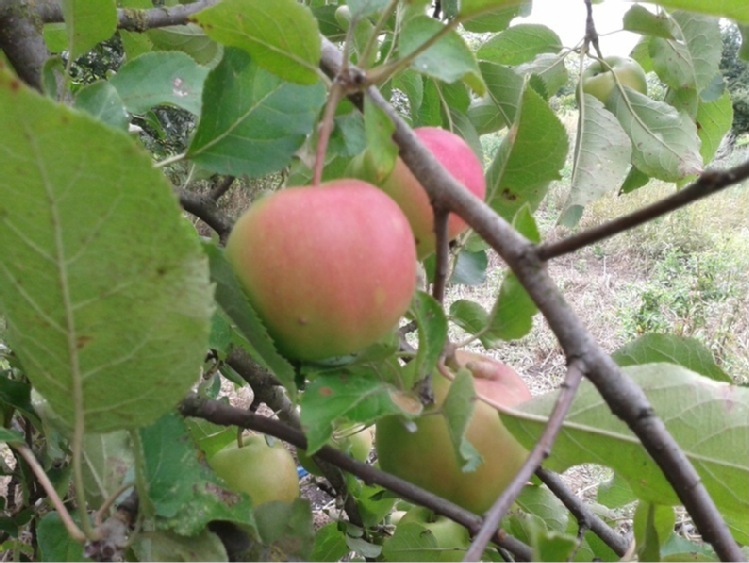 Pół roku po zmianach – jak radzą sobie grupy producenckie?