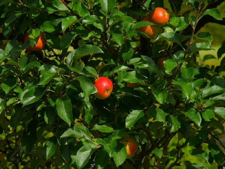 Wyższe krajowe zbiory owoców i warzyw