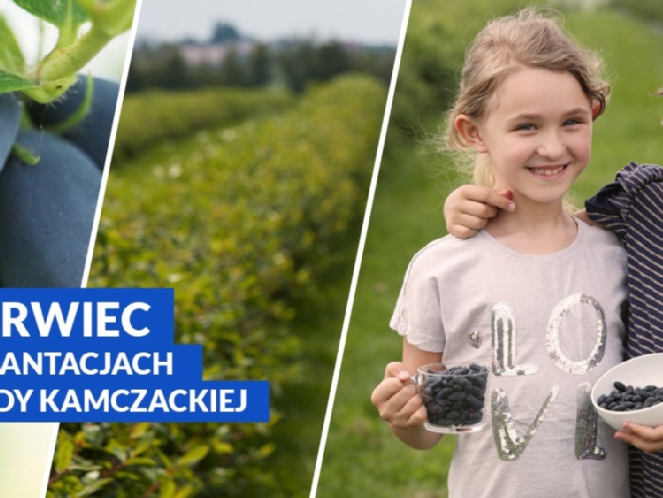 Poznaj jagodę kamczacką na jej plantacjach