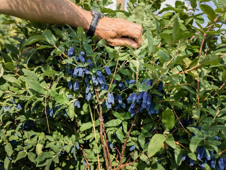 Rodzinnie i zdrowo na plantacjach jagody kamczackiej