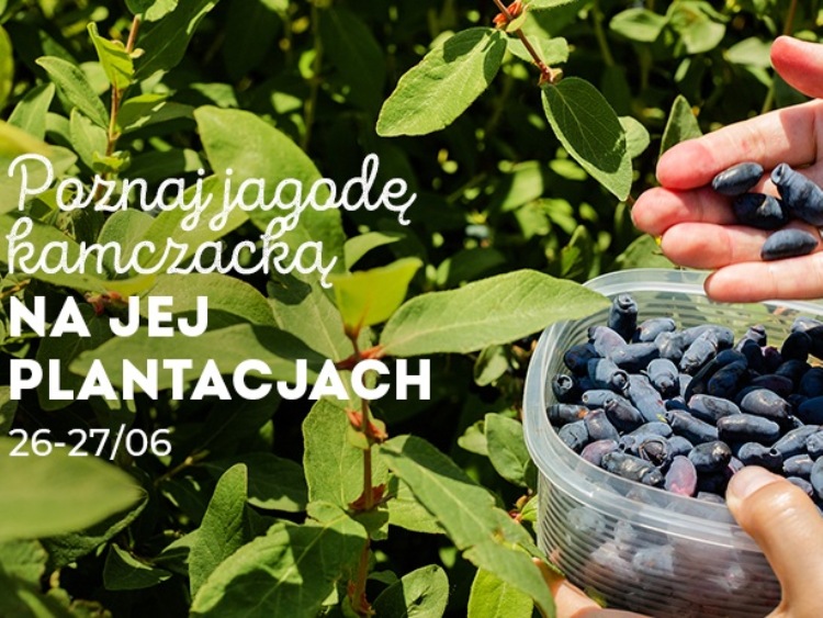 Zapraszamy na plantacje jagody kamczackiej