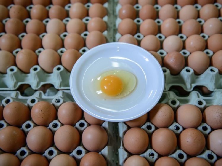 W. Brytania/ Na rynek trafiło ok. 700 tys. jaj skażonych fipronilem