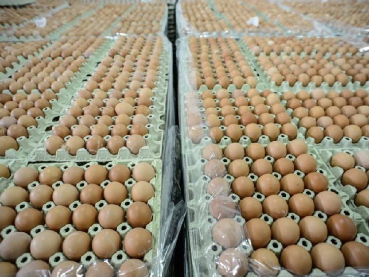 Ukraiński gracz Ovostar Union  wchodzi na unijny rynek jaj konsumpcyjnych