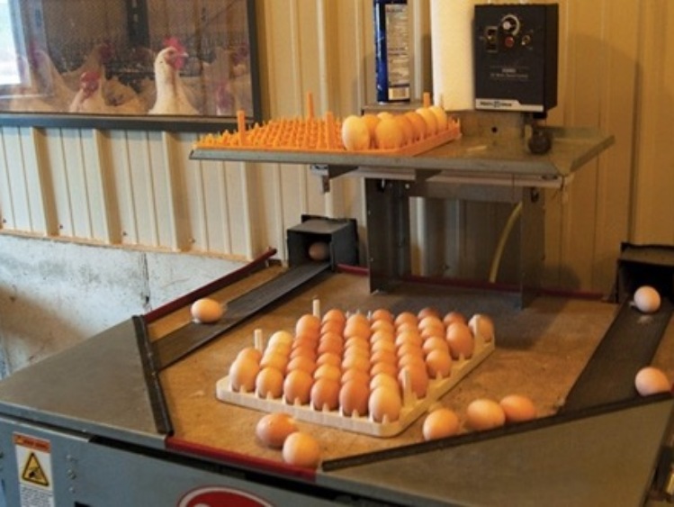 Brakuje jaj w Polsce i Europie. Ceny poszybują w górę