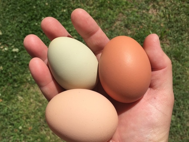 Jaja wolnowybiegowe – jak wybrnąć z trudnej sytuacji