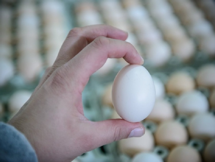 Belgia/ Minister: Holandia o skażonych jajach wiedziała już w listopadzie