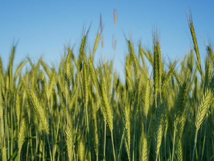 PION ROLNICZY DOWDUPONT™ STANIE SIĘ SAMODZIELNĄ FIRMĄ  I PRZYJMIE NAZWĘ CORTEVA AGRISCIENCE™