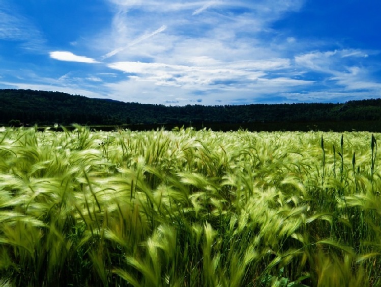 Czwarta edycja Agro Akademii Banku BGŻ BNP Paribas