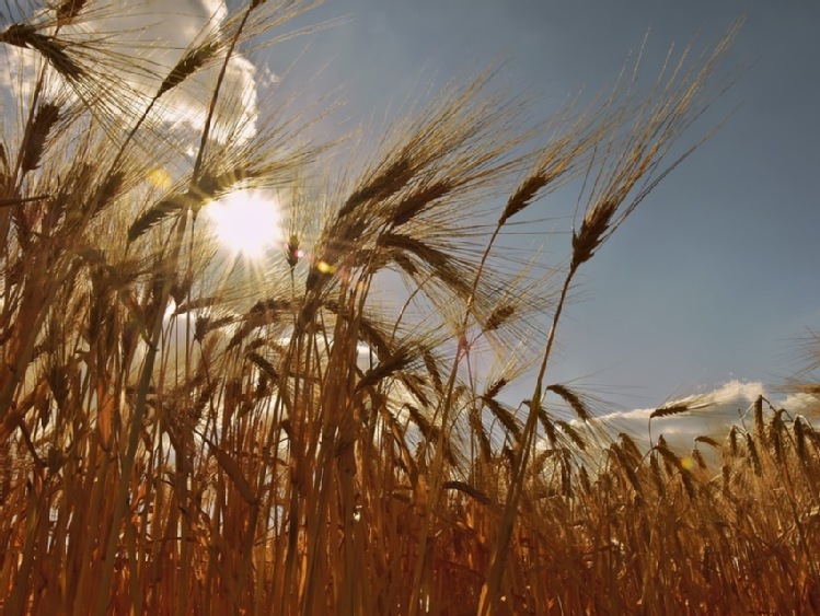 Przestrzeń do dalszego silnego wzrostu cen zbóż jest już ograniczona