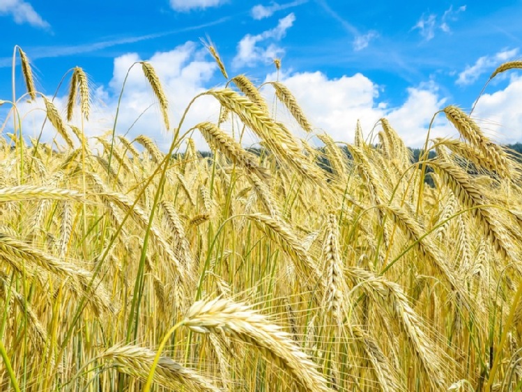 Rusza 5. edycja Agro Akademii Banku BNP Paribas