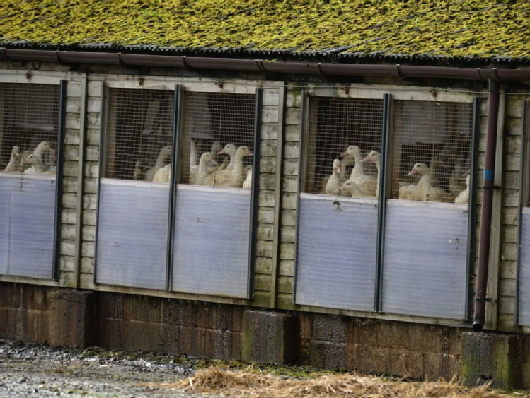 Francja: z powodu ptasiej grypy ubój kaczek w regionie słynnym z foie gras