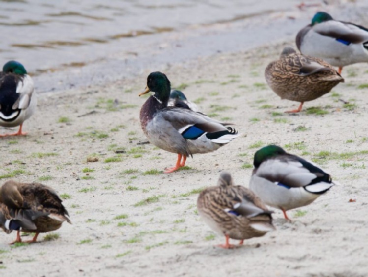 Francja: wirus ptasiej grypy zabił 2 tys. kaczek