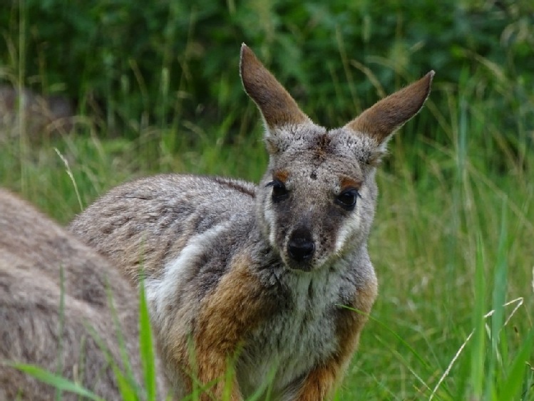 Kangur znaleziony w austriackich Alpach - właściciel nieznany