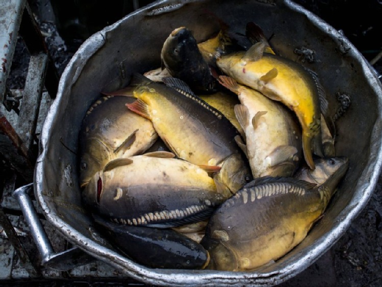 Czabański zaapelował o zmianę wytycznych pozwalających na przenoszenie żywych ryb bez wody