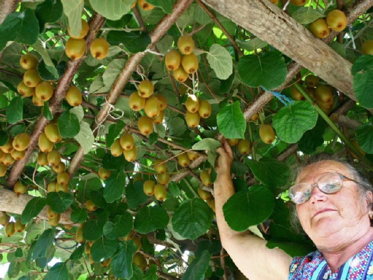 Węgry: produkcja owoców niższa o 1/3 z powodu pogody