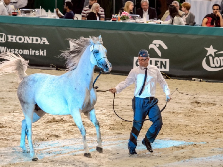 Prawie 1,7 mln euro z dwóch aukcji koni w Janowie Podlaskim