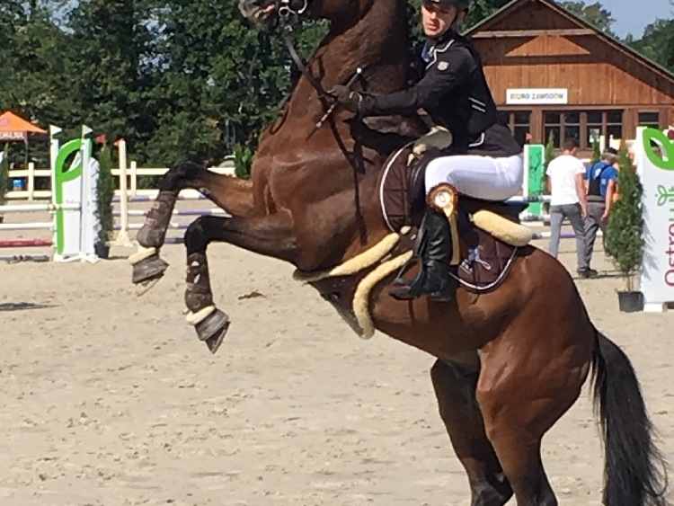 Prawie wszystko, co warto wiedzieć na temat ubezpieczenia konia