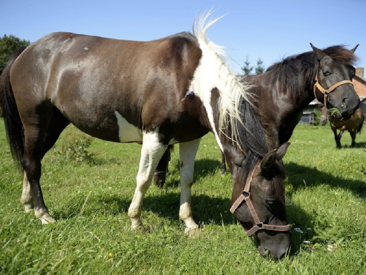 Blisko 6 tys. koni huculskich żyje w Polsce