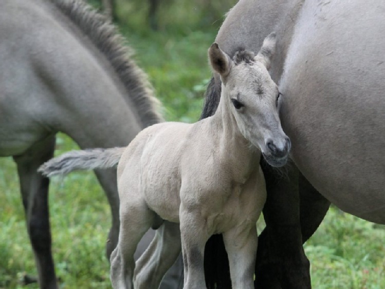 Program hodowli koni ma zachować genetykę polskich ras koni