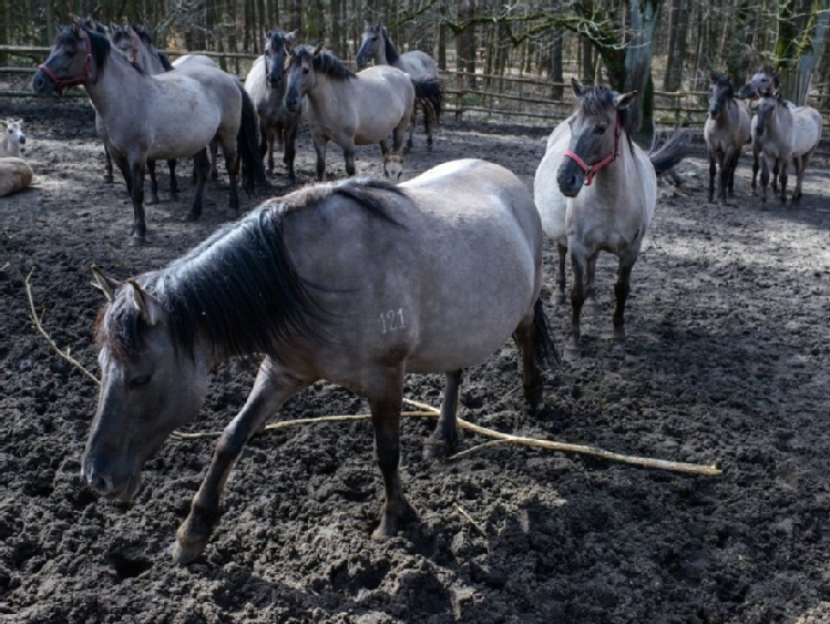 Konik polski - rasa wywodząca się od dzikich tarpanów