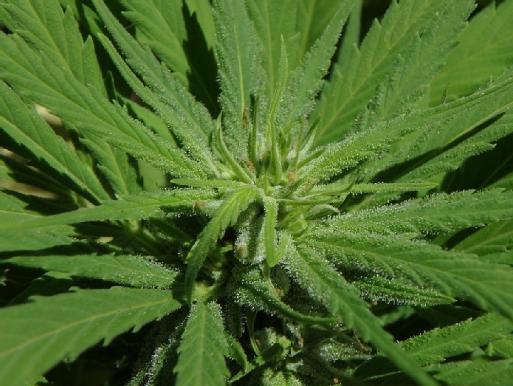Litwa/ Sejm zalegalizował medyczną marihuanę