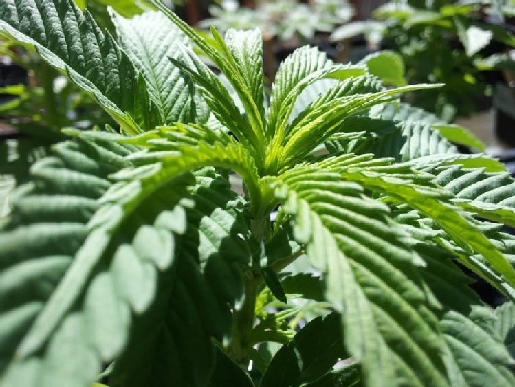 Lotos będzie wspierał pozyskanie biopaliw II generacji z konopi