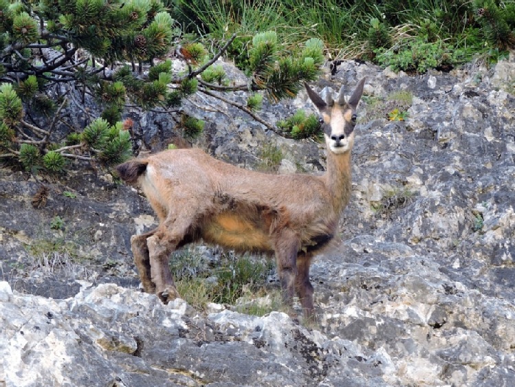 W Tatrach żyje 1431 kozic